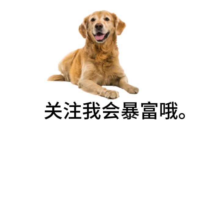 金毛兜兜