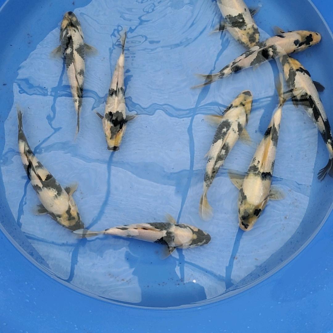 大连连顺锦鲤养殖基地总部