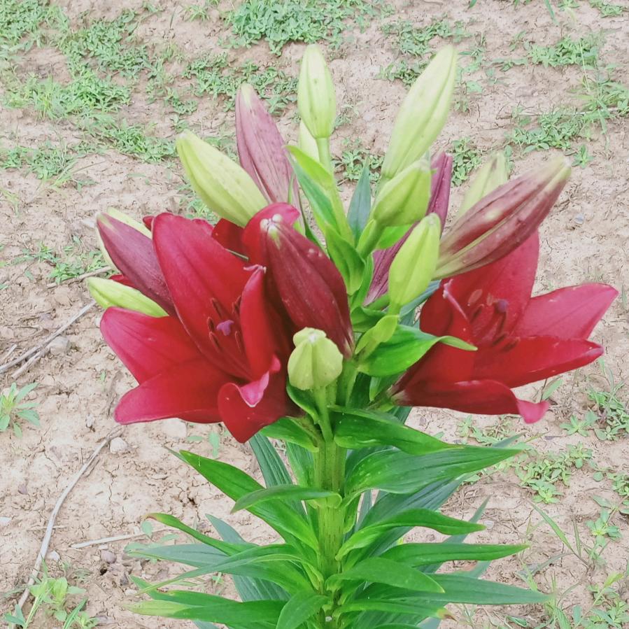 甜蜜永辉