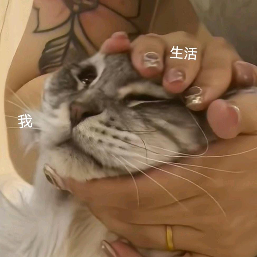 米莲是只小银虎
