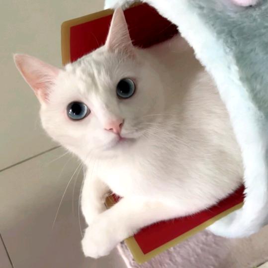 友宝
