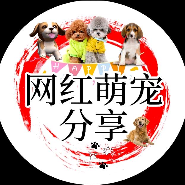 网红萌宠分享