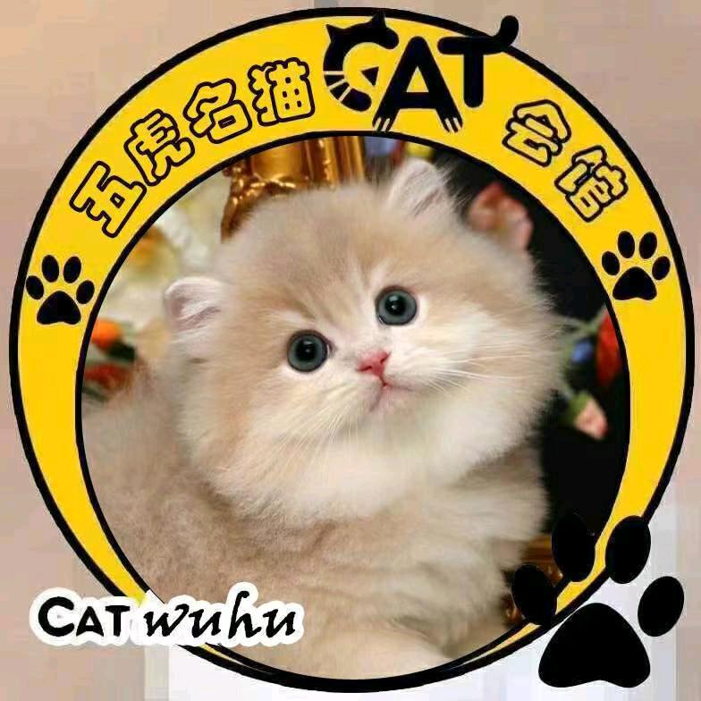 五虎名猫宠物