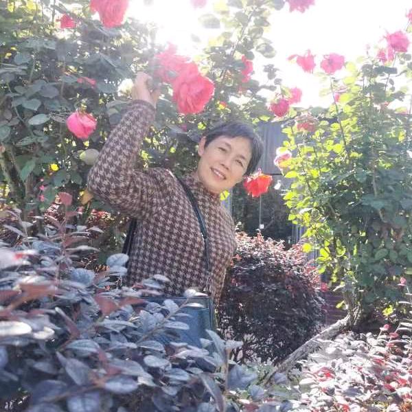 往事如枫