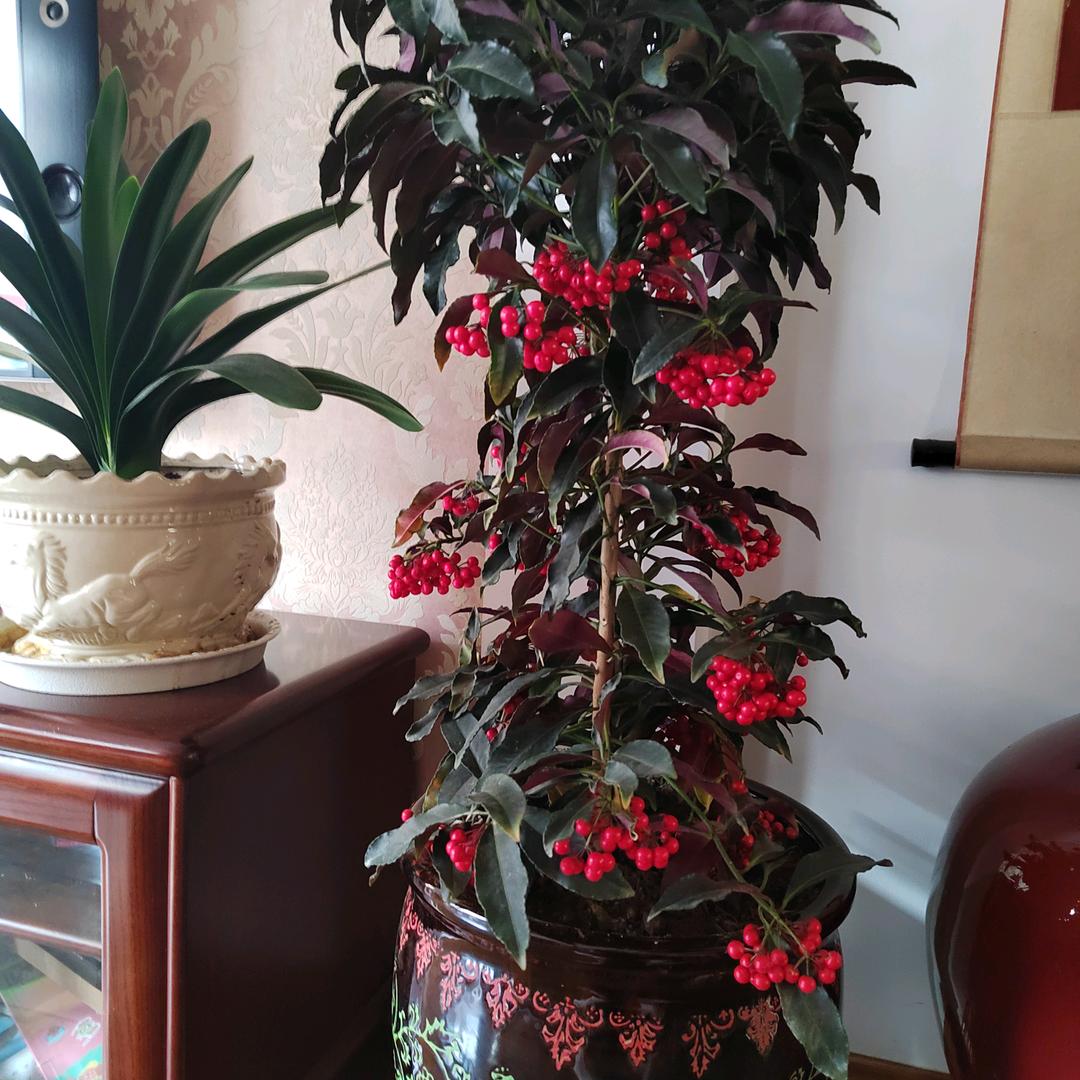 微笑向阳红
