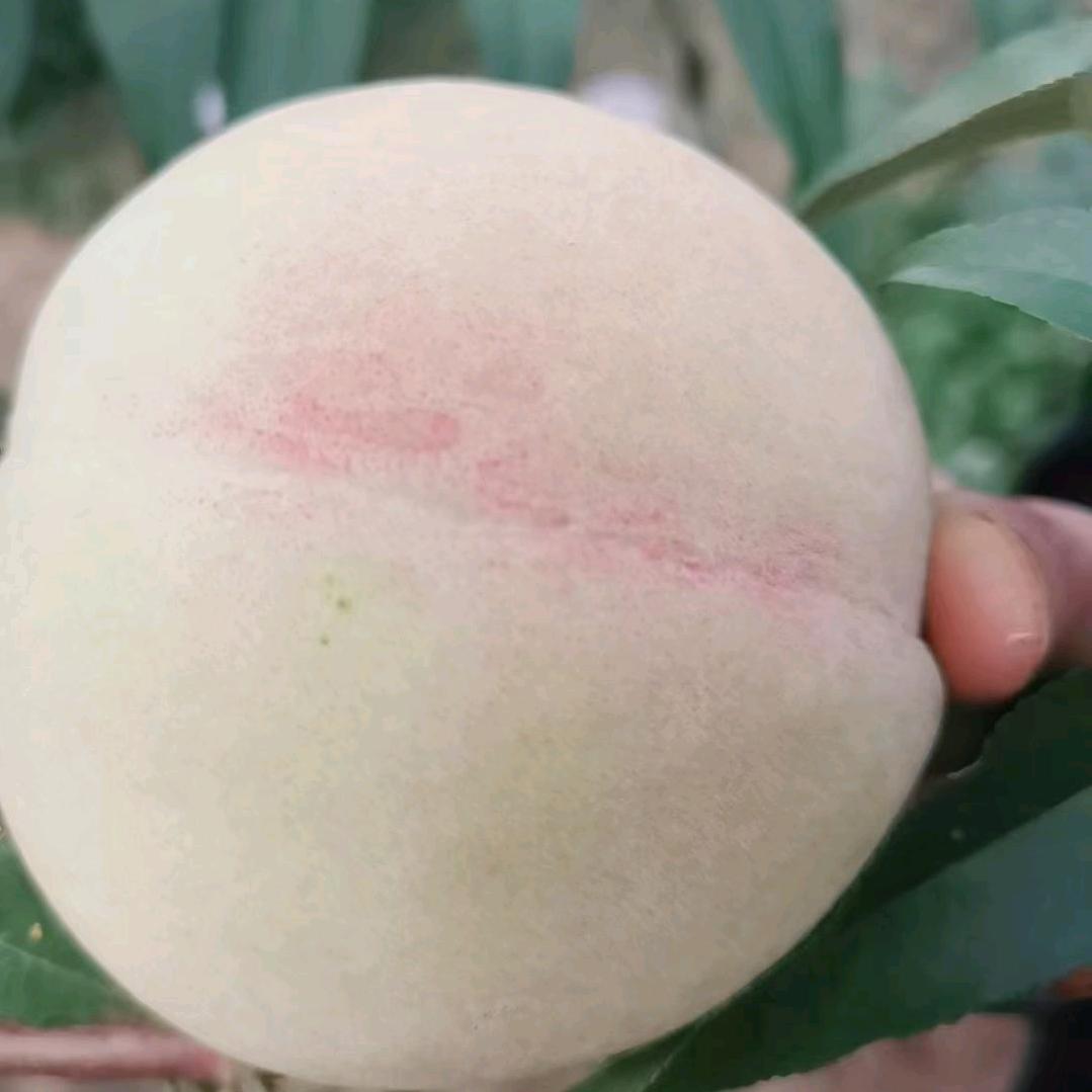 小虎