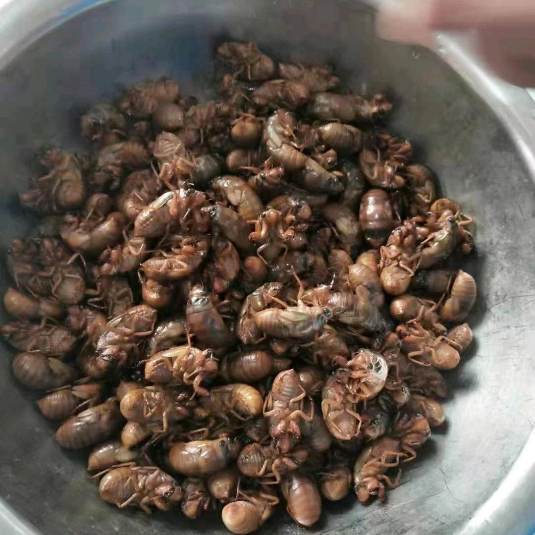 🌾卖金蝉的小姐姐💅