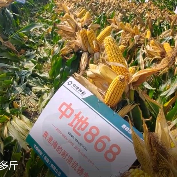 西平农人小张