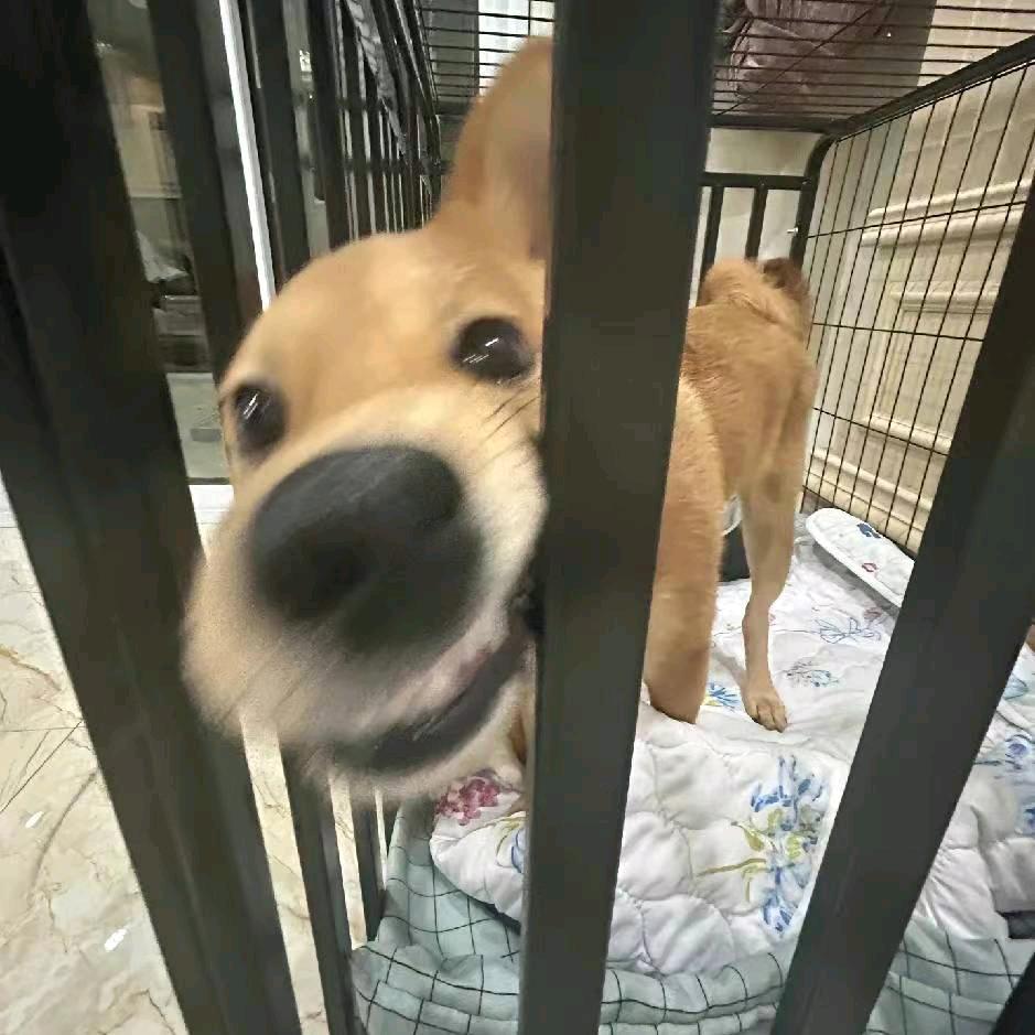 忱