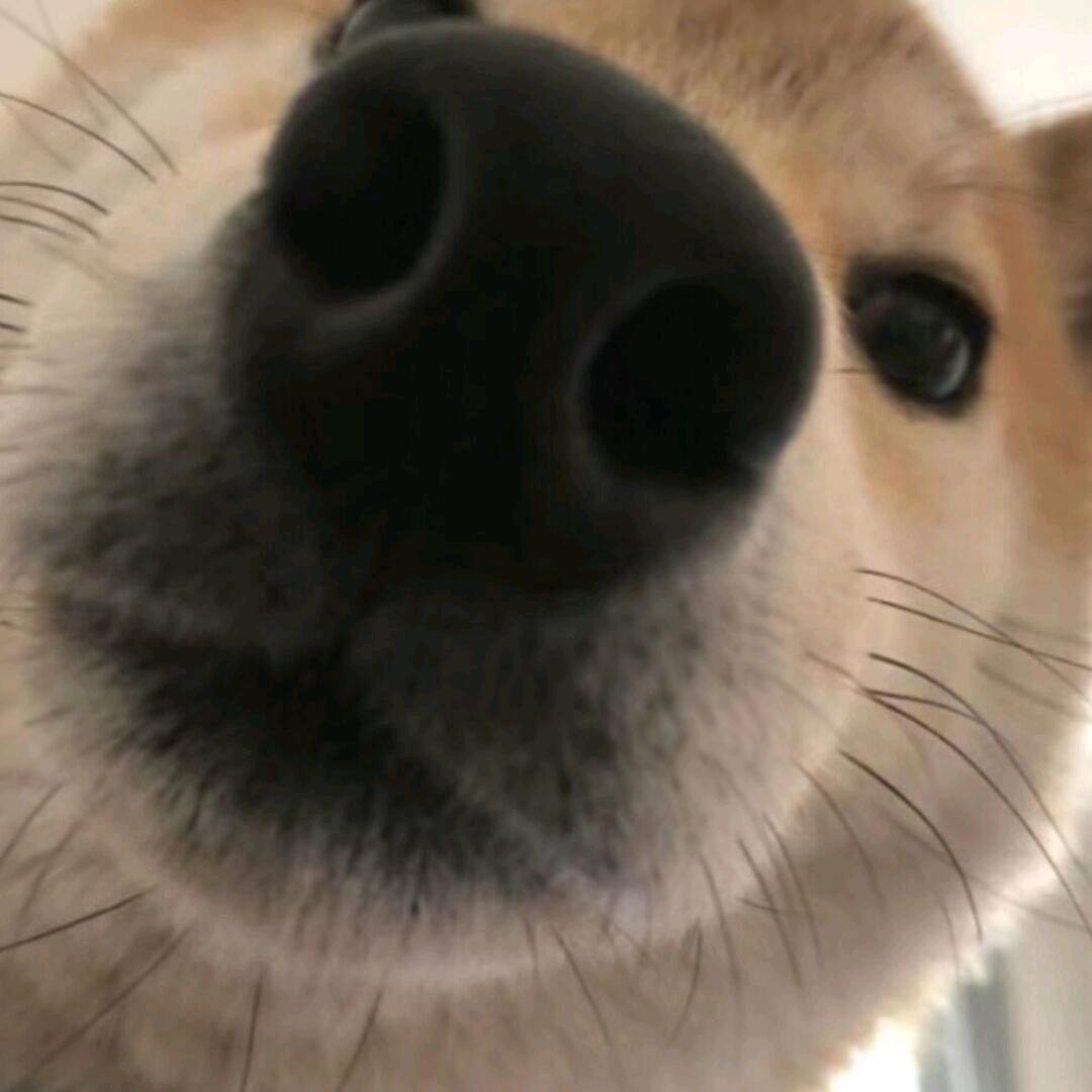 橘