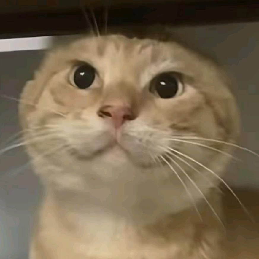 小耄耋