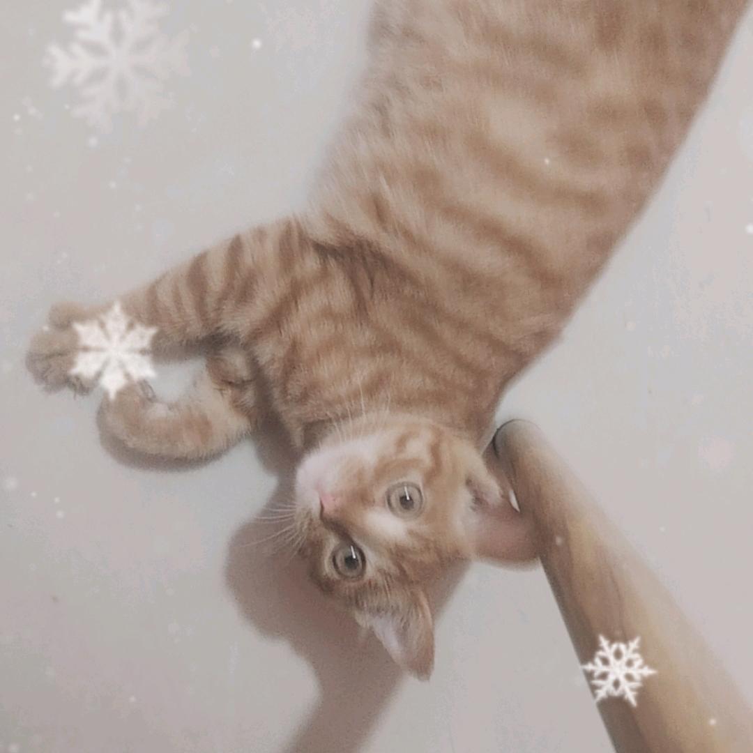 一个流浪猫