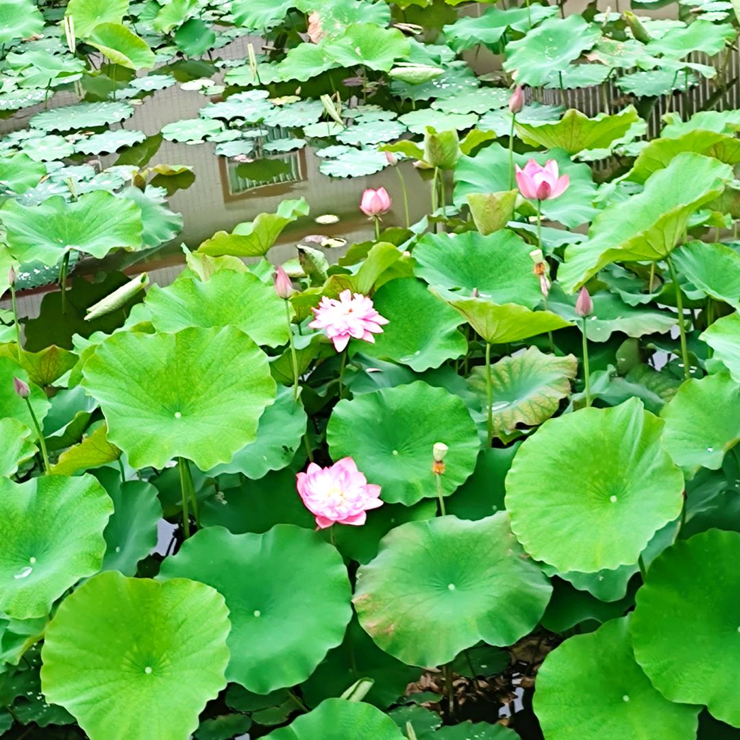 陈芝