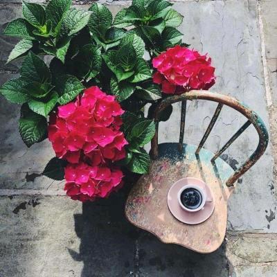 花间一壶茶
