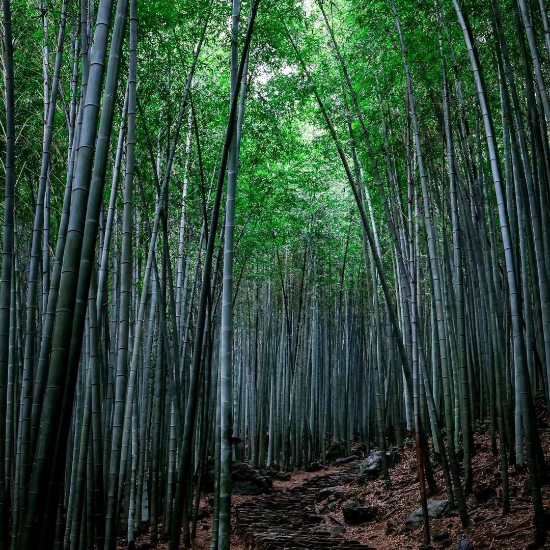 山里陈