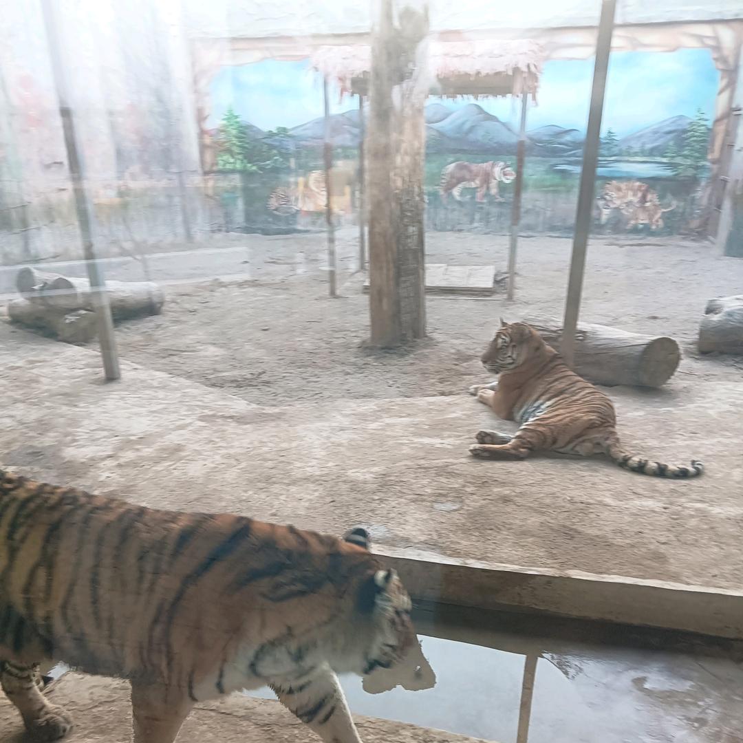 ,堂林