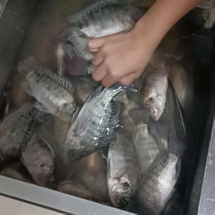 小鱼闹窝