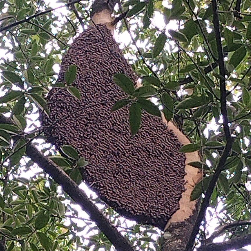 （黄氏）伦大哥