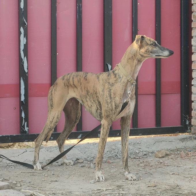 凤城灵缇犬业