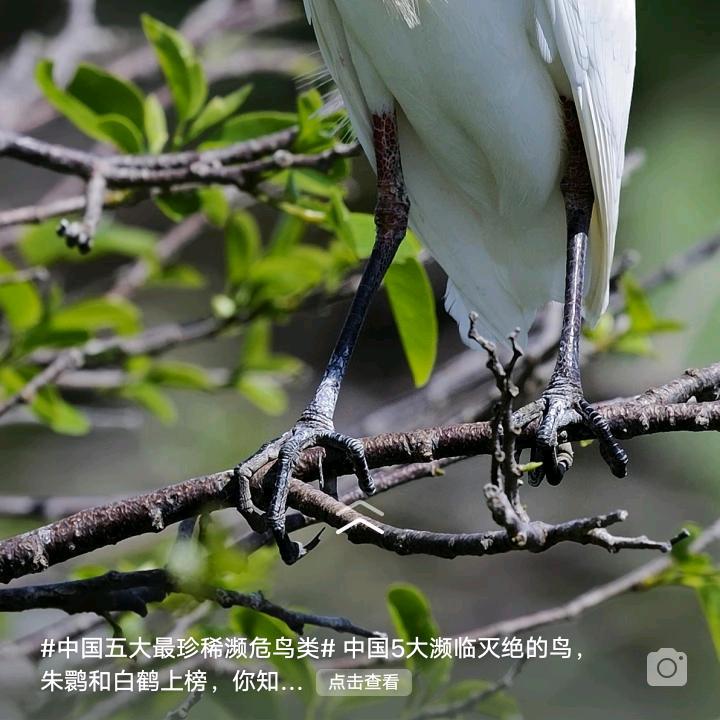 ……玉帝哥哥……