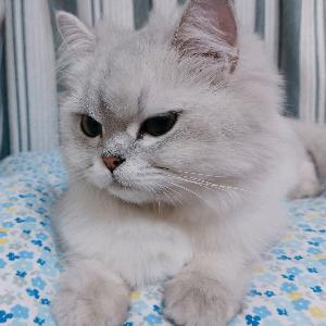 狂拽酷炫吊炸胖