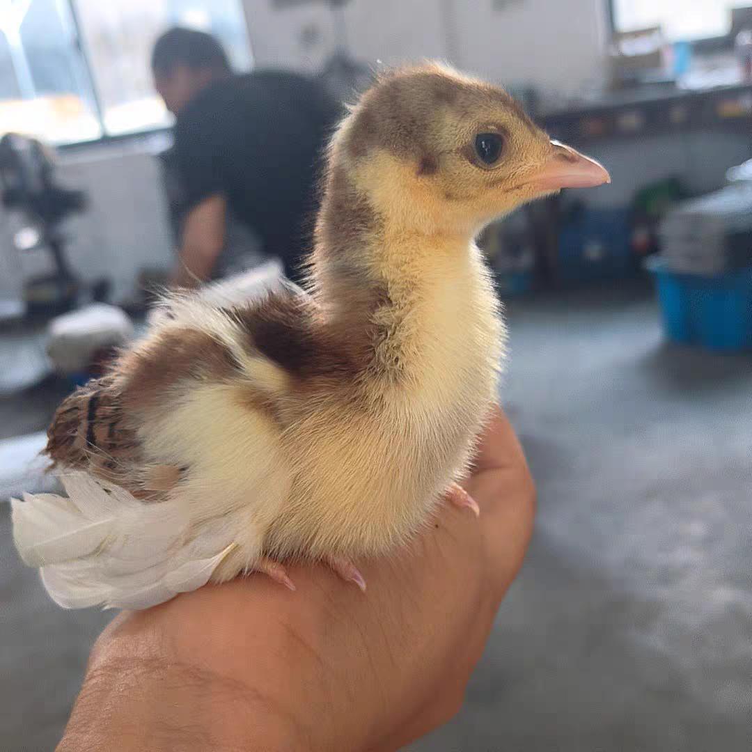 优选特级观赏鸡养殖