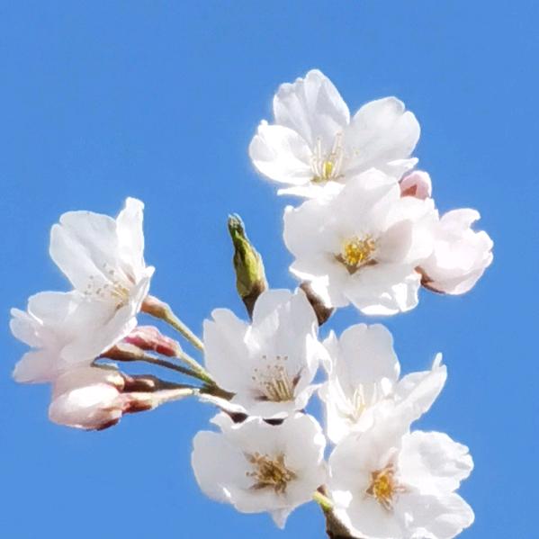 清纯