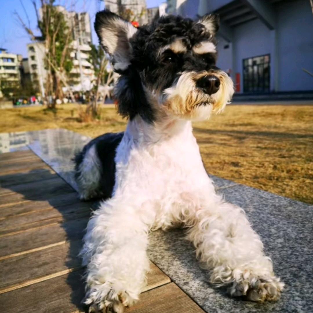 犇哥