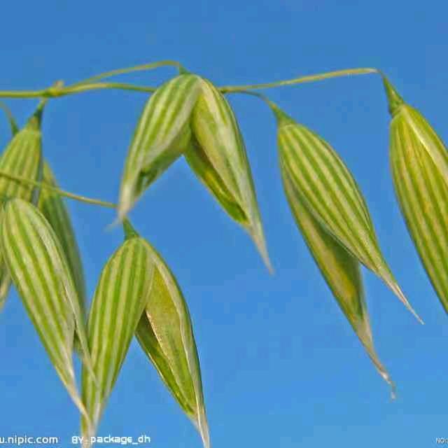 大雁一路向北飞