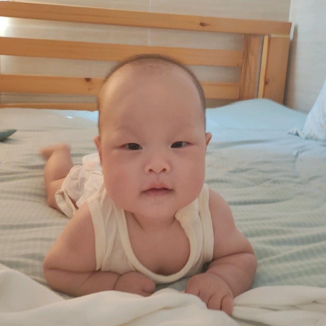 黄素蝶