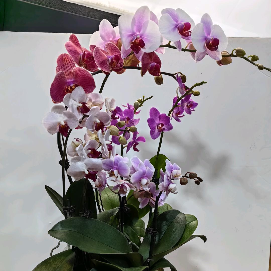 绮彩花卉