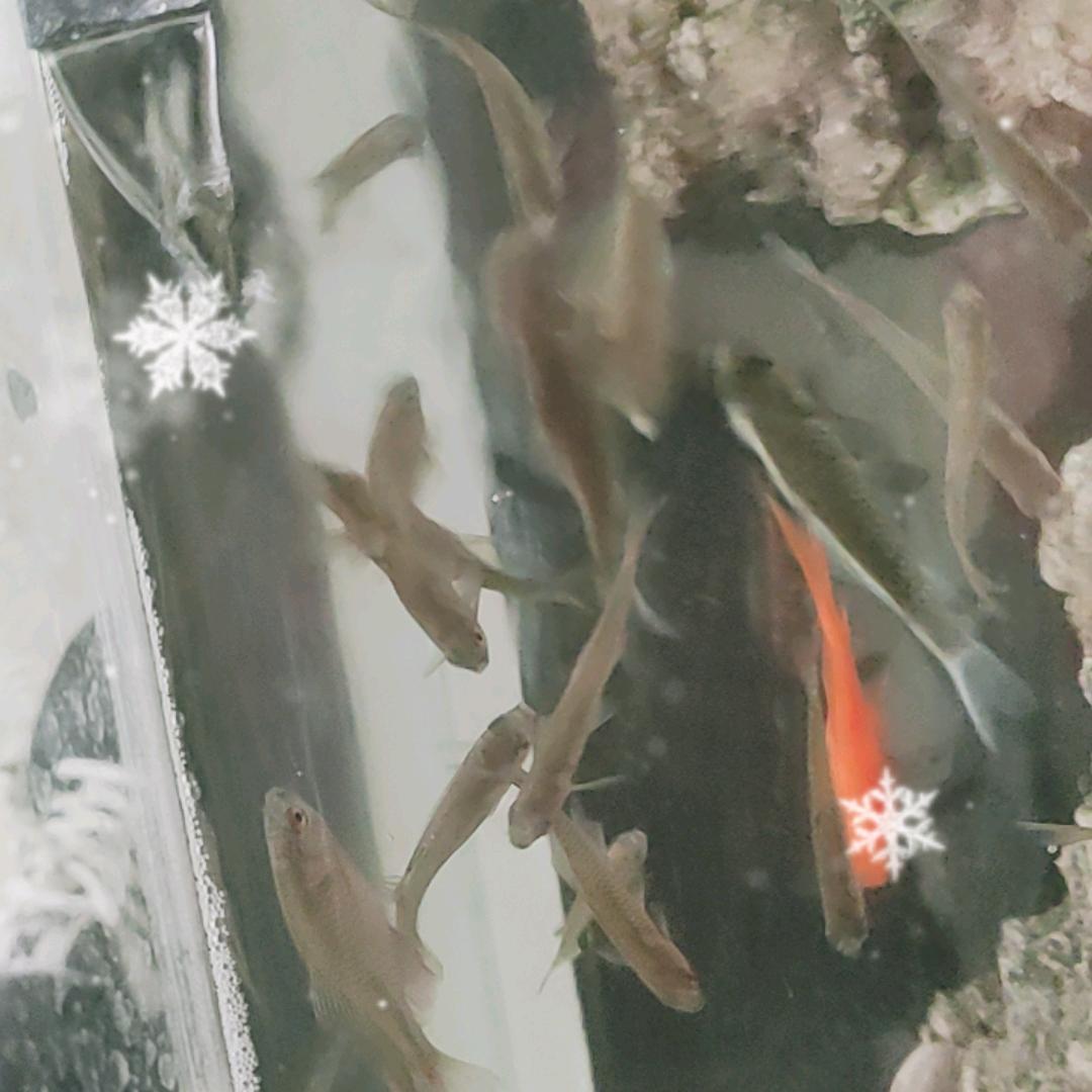 从头开始