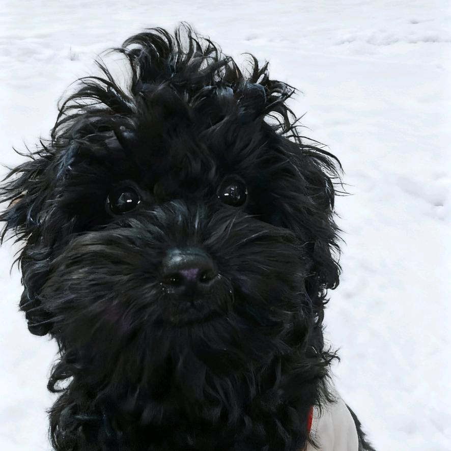 世界不能没有小狗