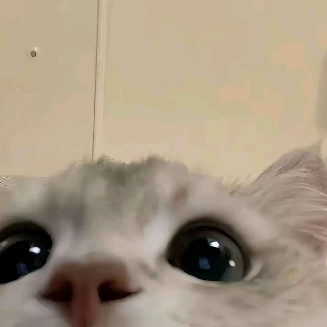 A cat.