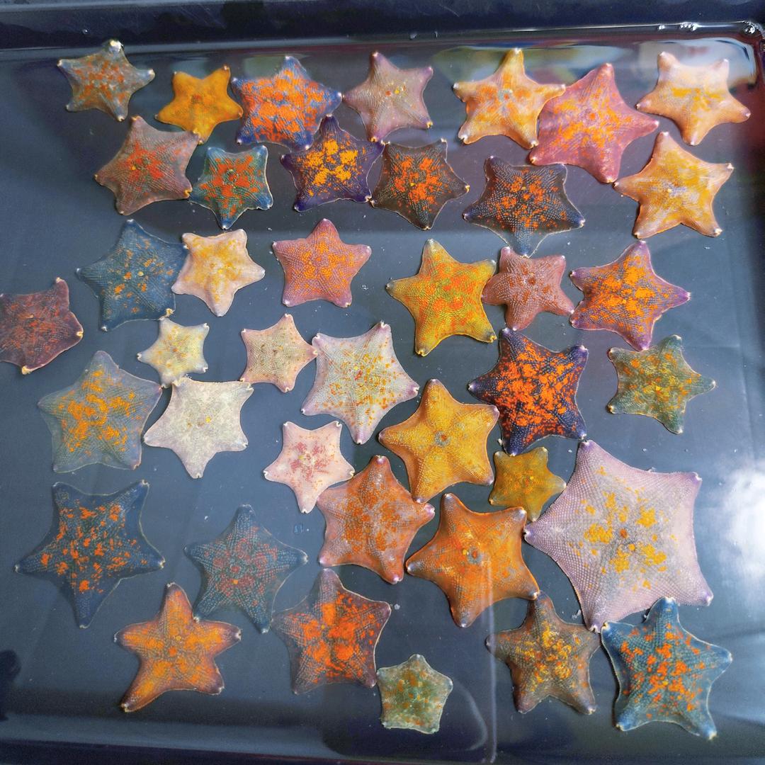 海星的星