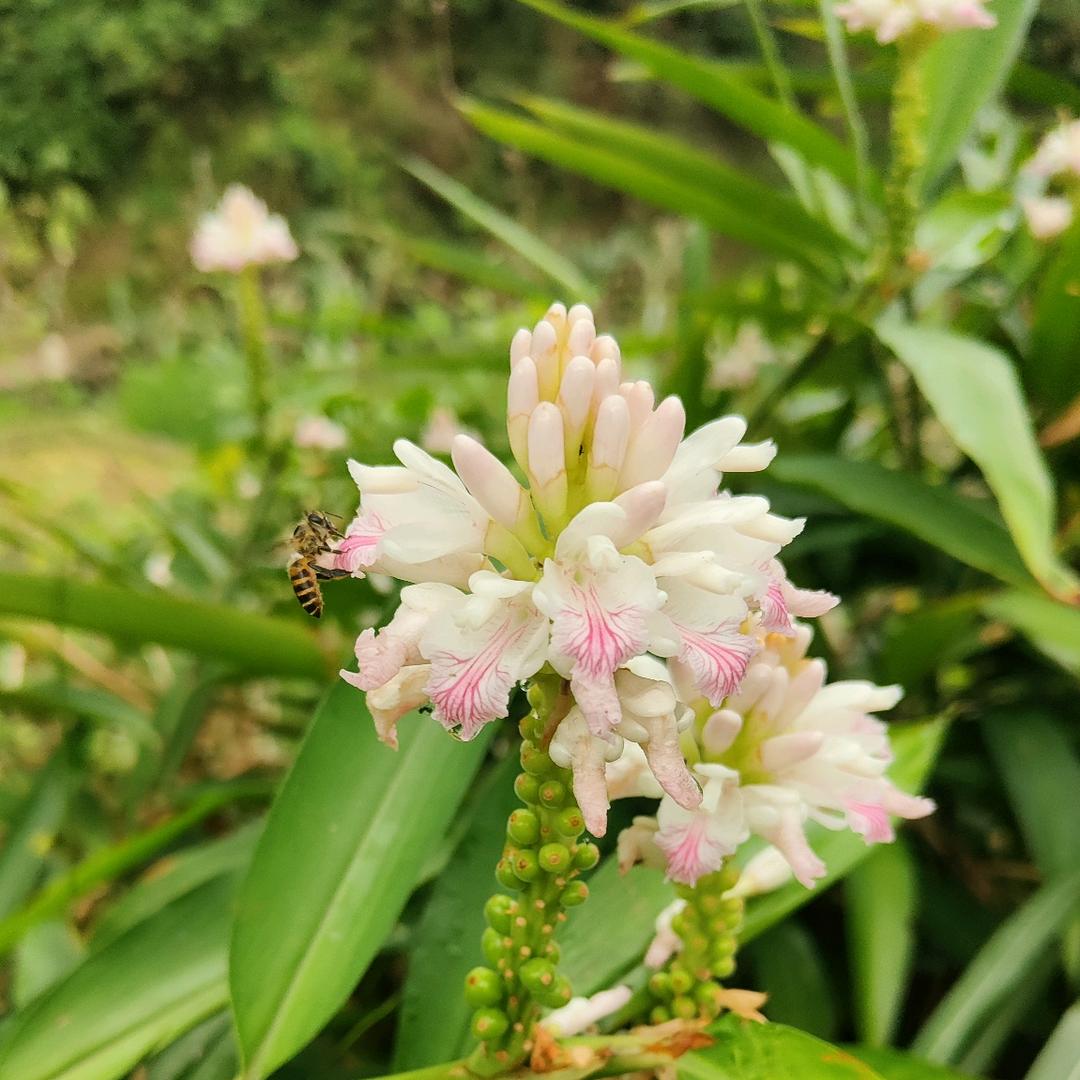 春天小蜜蜂