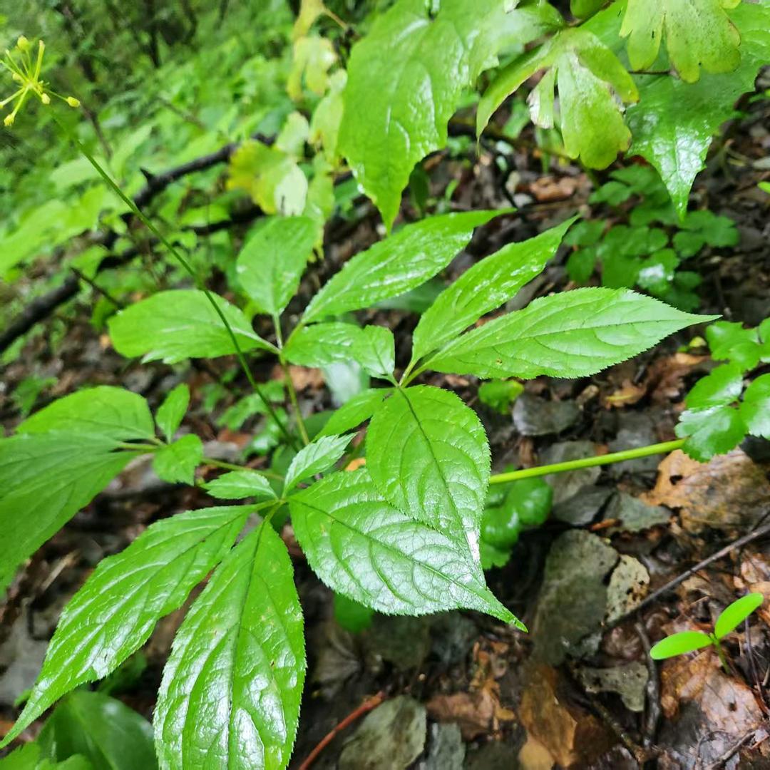茂源土特产参茸