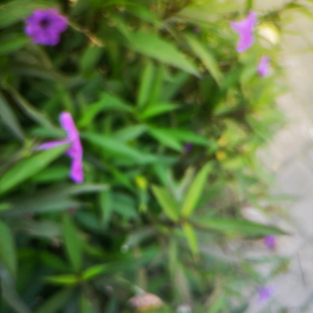 啊鹏