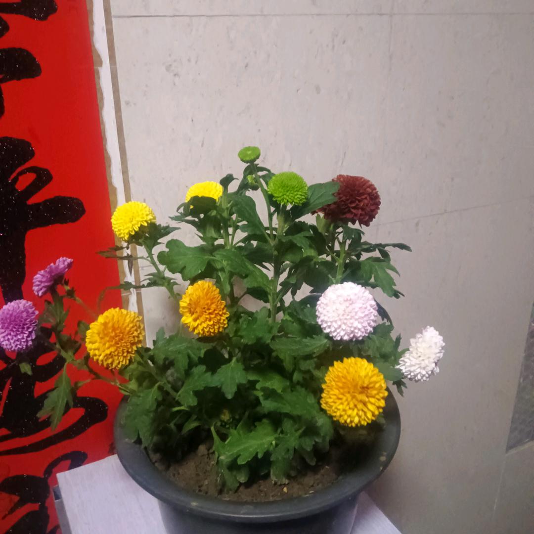 鑫雯