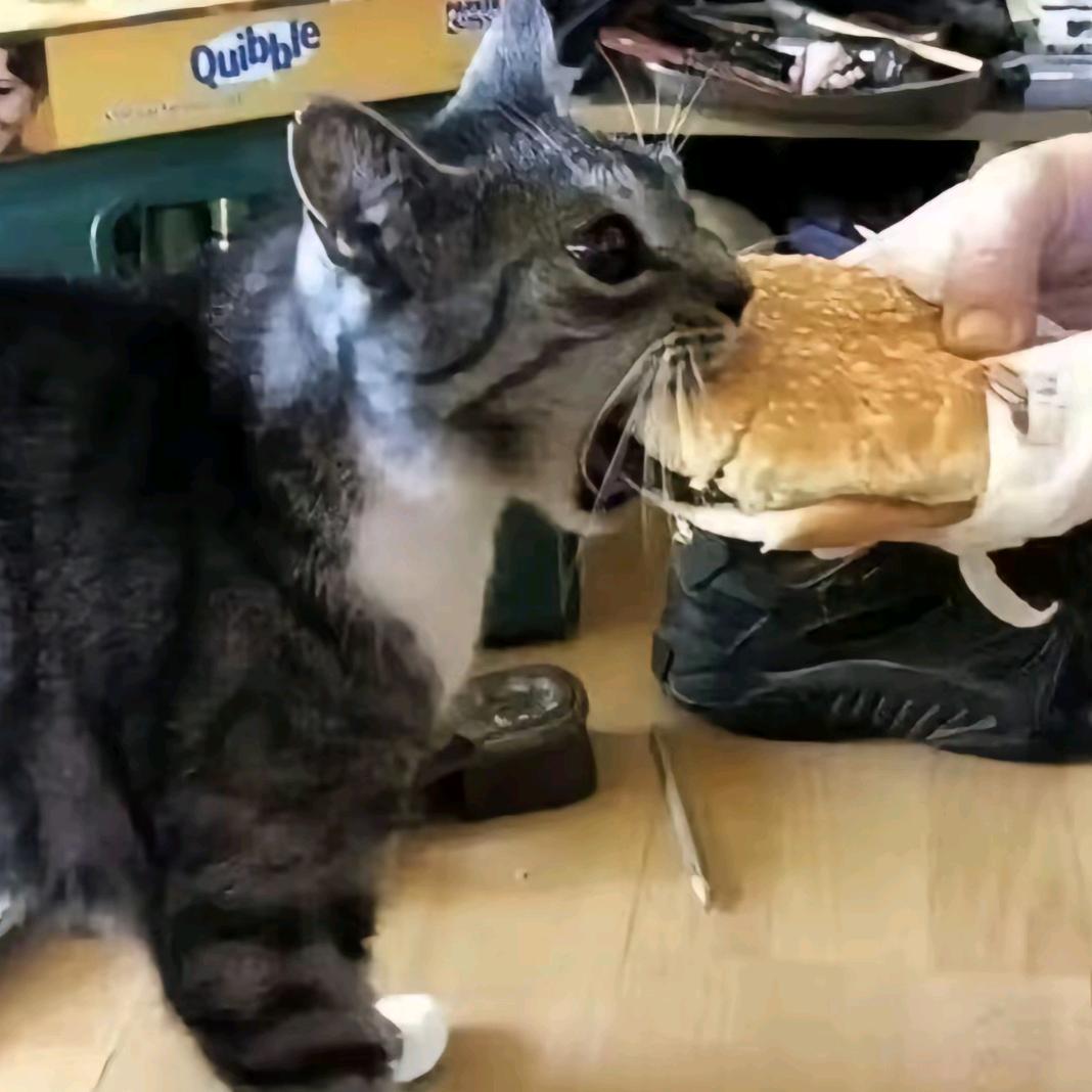 马步鱼