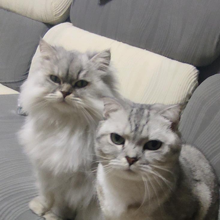淡雅清风