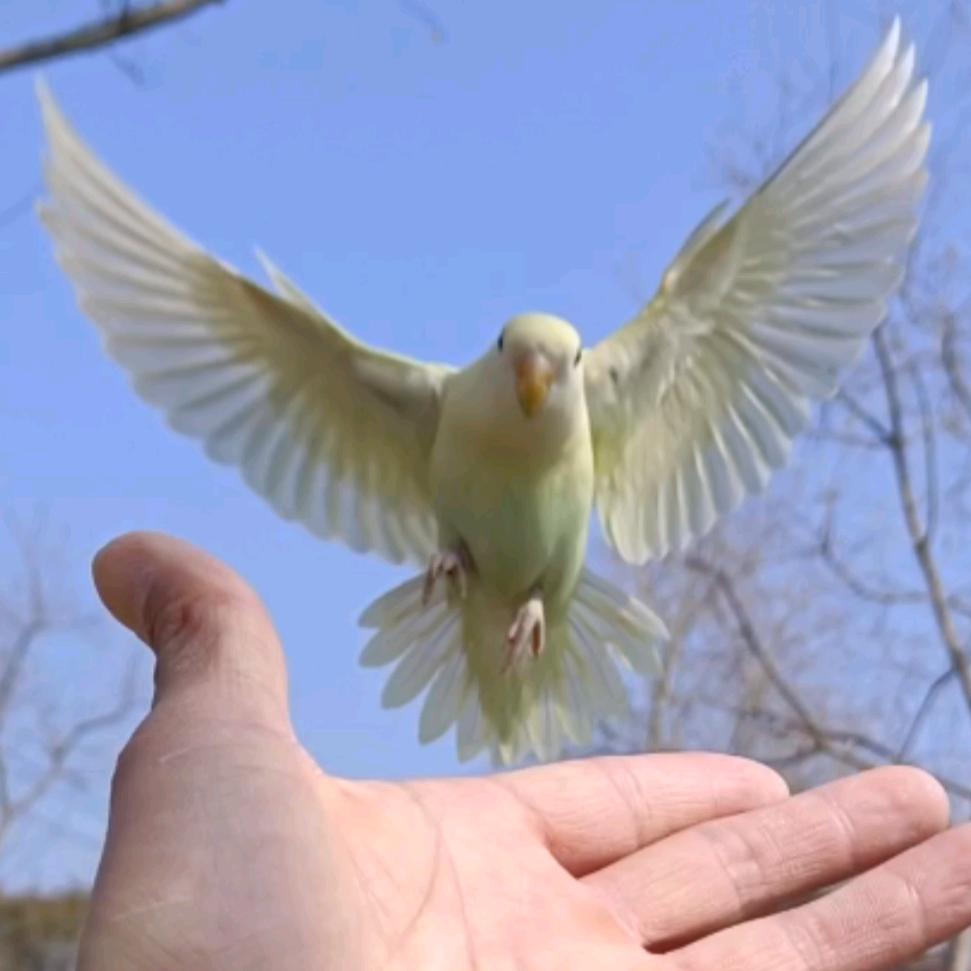 鹦鹉放飞训练爱好者