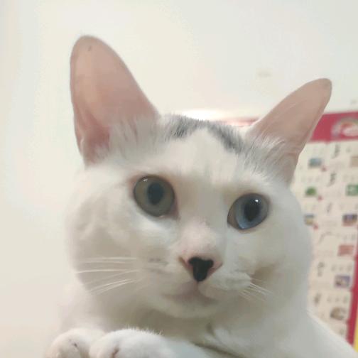 玳玳