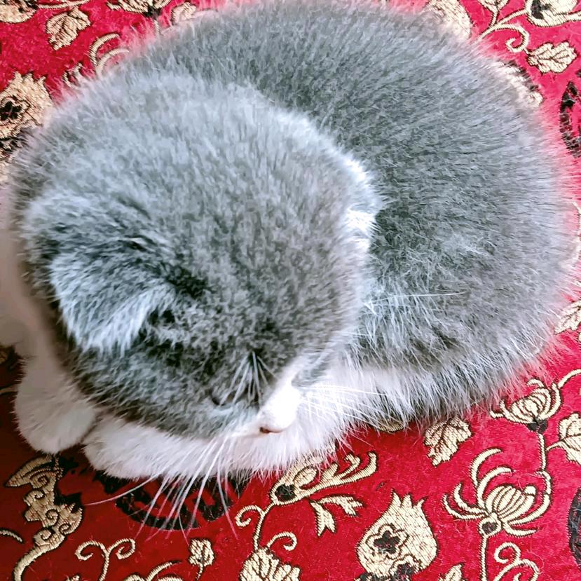 楊抒林