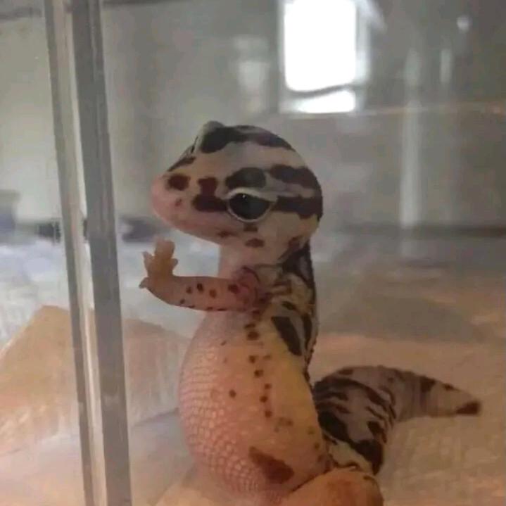 十六月