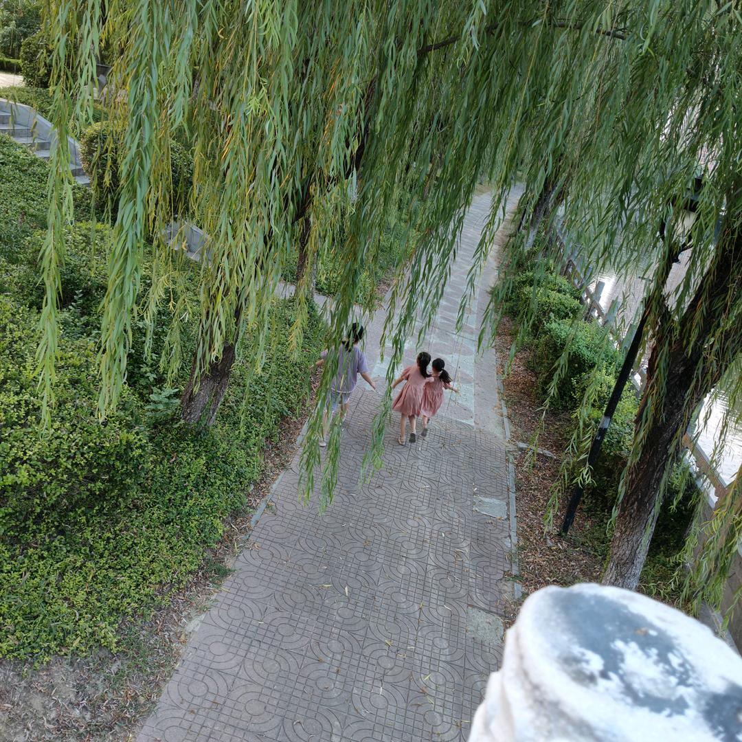 树叶