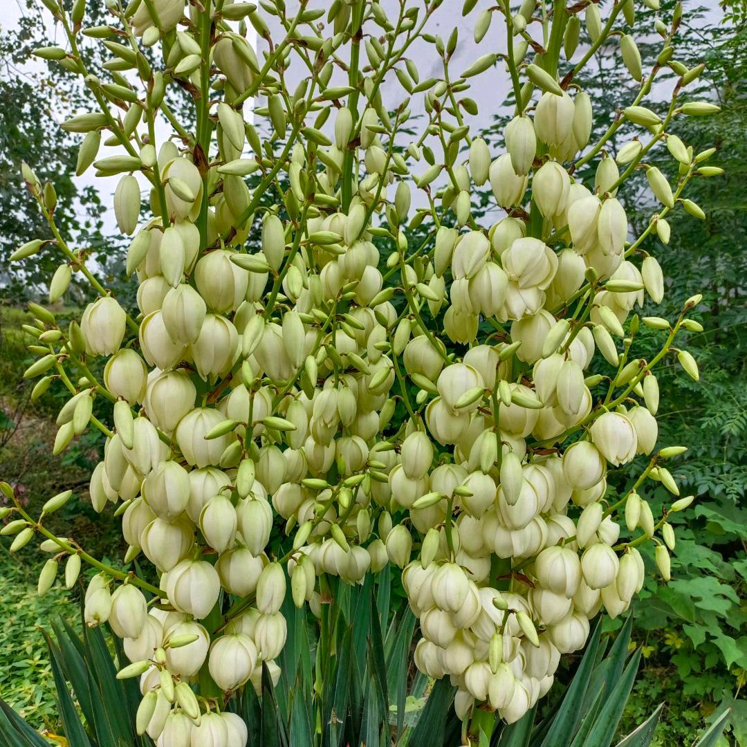清香牡丹.🌷