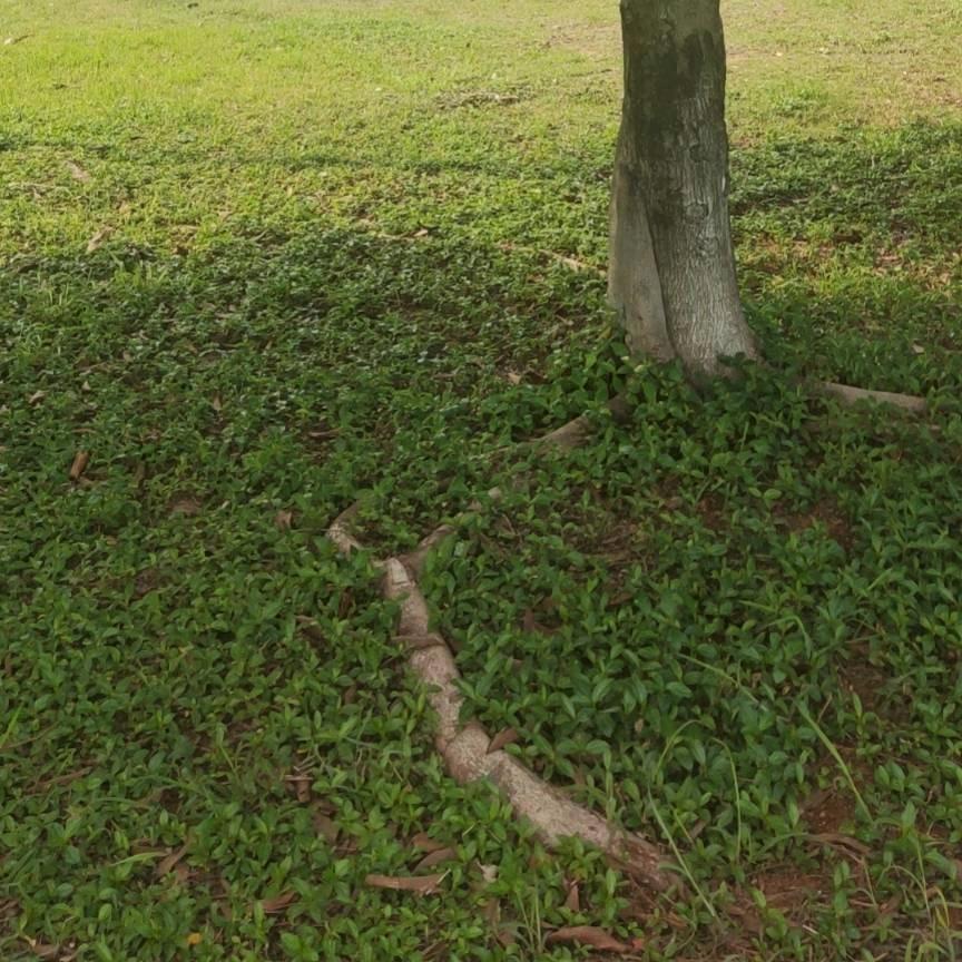 社恐啊冰