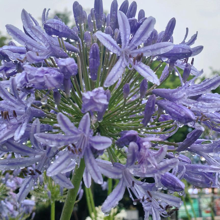 我有故事，谁有8十1