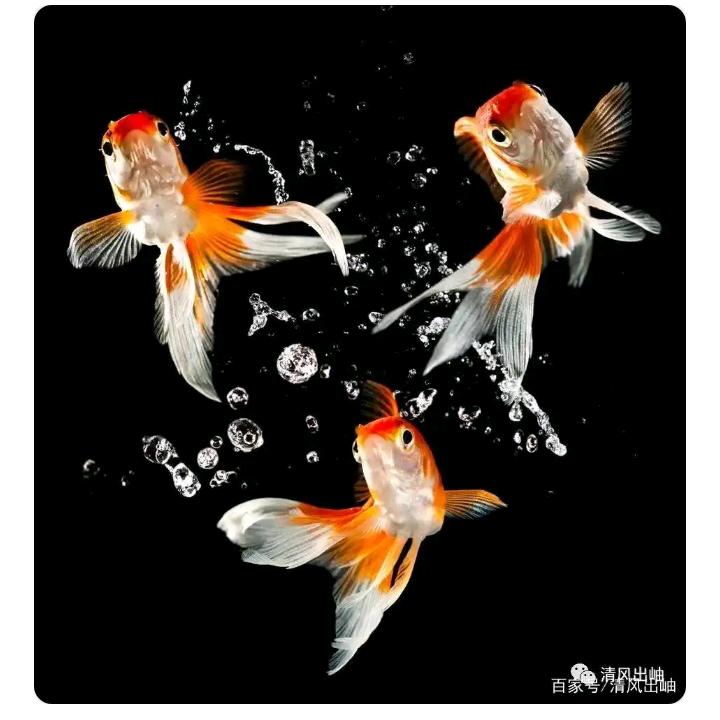 三只鱼😊